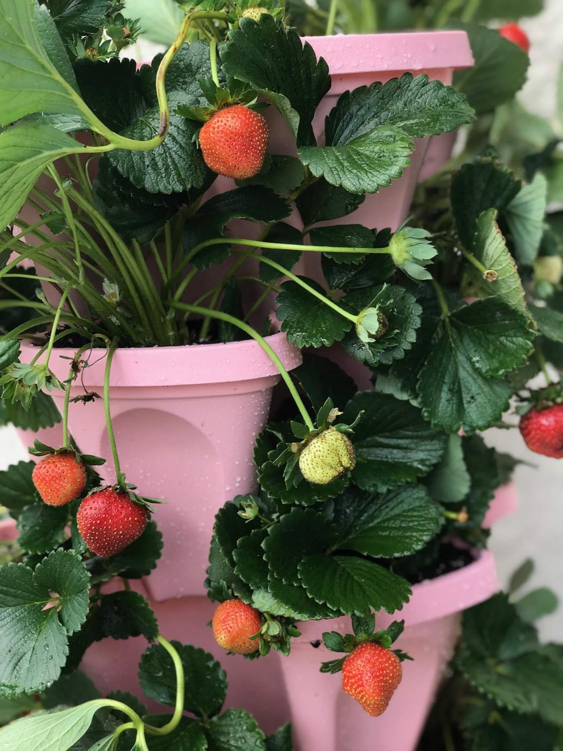 5-Tier Pink Strawberry and Herb Garden Planter - Stackable Gardening Pots with 10 Inch Saucer