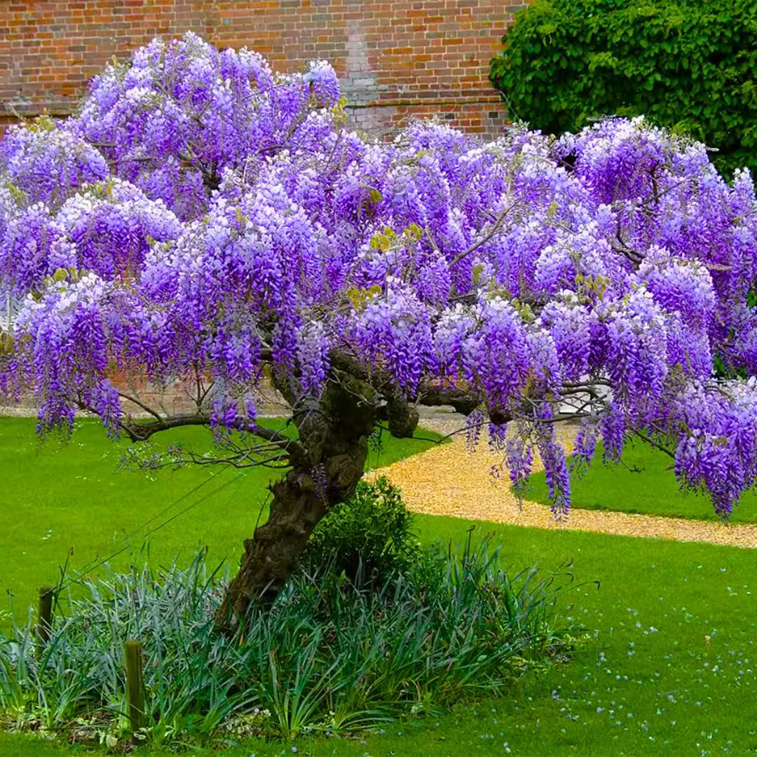 Purple Wisteria Tree Live Plant, 6 to 15 Inch in Height, 2.5 Inch Pot, Well Rooted, Wisteria Vine Plant, Wisteria Tree Live Plant