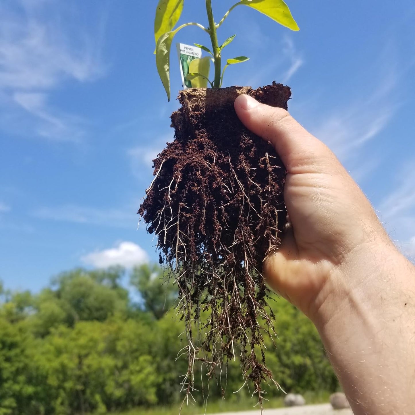 Daniel's Plants 3" Naked Pots | Natural Plantable Seed Starter Pots | OMRI-Listed Biodegradable for Seedlings | Enhanced Drainage & Aeration | Earth Friendly - Peat Free (60, 3" Round)