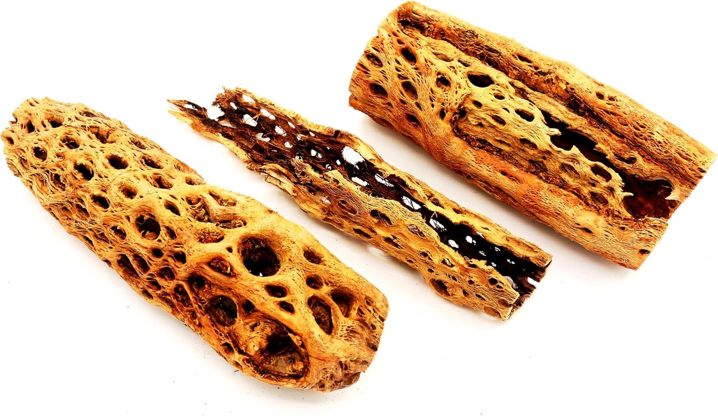 Natural Cholla Wood Chunk Large Air Plant Display Holders Individually Unique Decorative Stands or Holder (Cholla Chunk Extra Large)