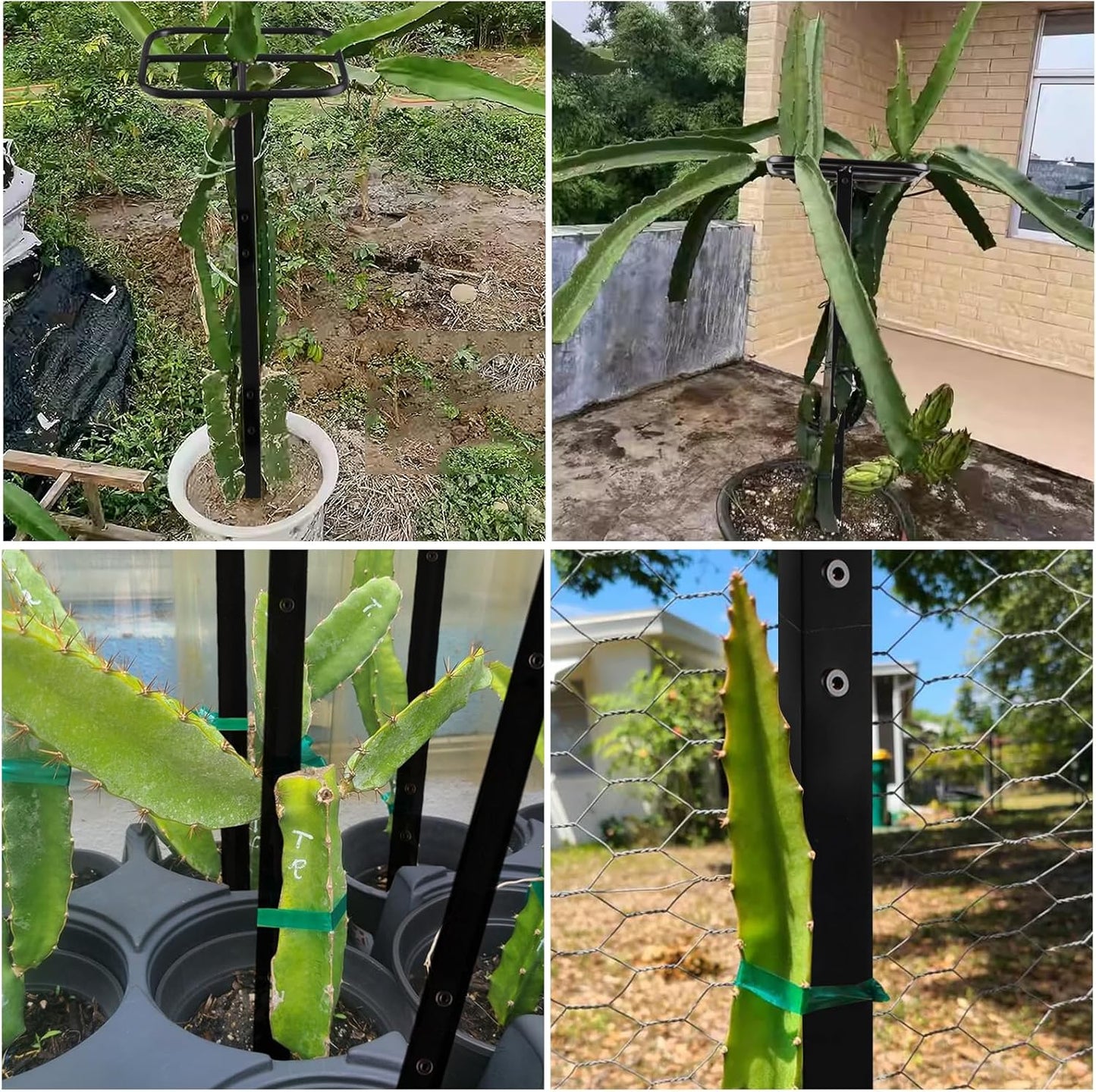 2PCS Dragon Fruit Trellis - Metal Plant Support for Climbing Plants in Outdoor Gardens, Easy Assembly, 12'' x 12'' x 50'' Size, Durable & Weatherproof Garden Support System