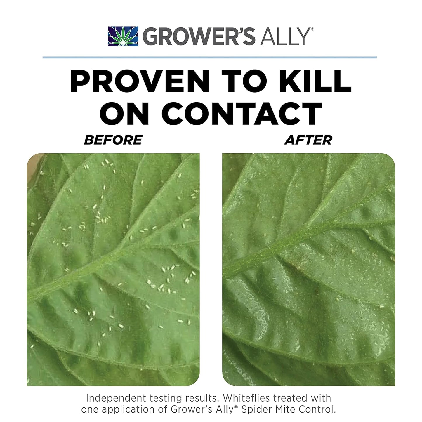 Grower's Ally Spider Mite Control Concentrate 2.5 gal | Natural Spider Mite & Insect Killer with Rosemary Oil - Trusted by Cultivators for Indoor and Outdoor Use