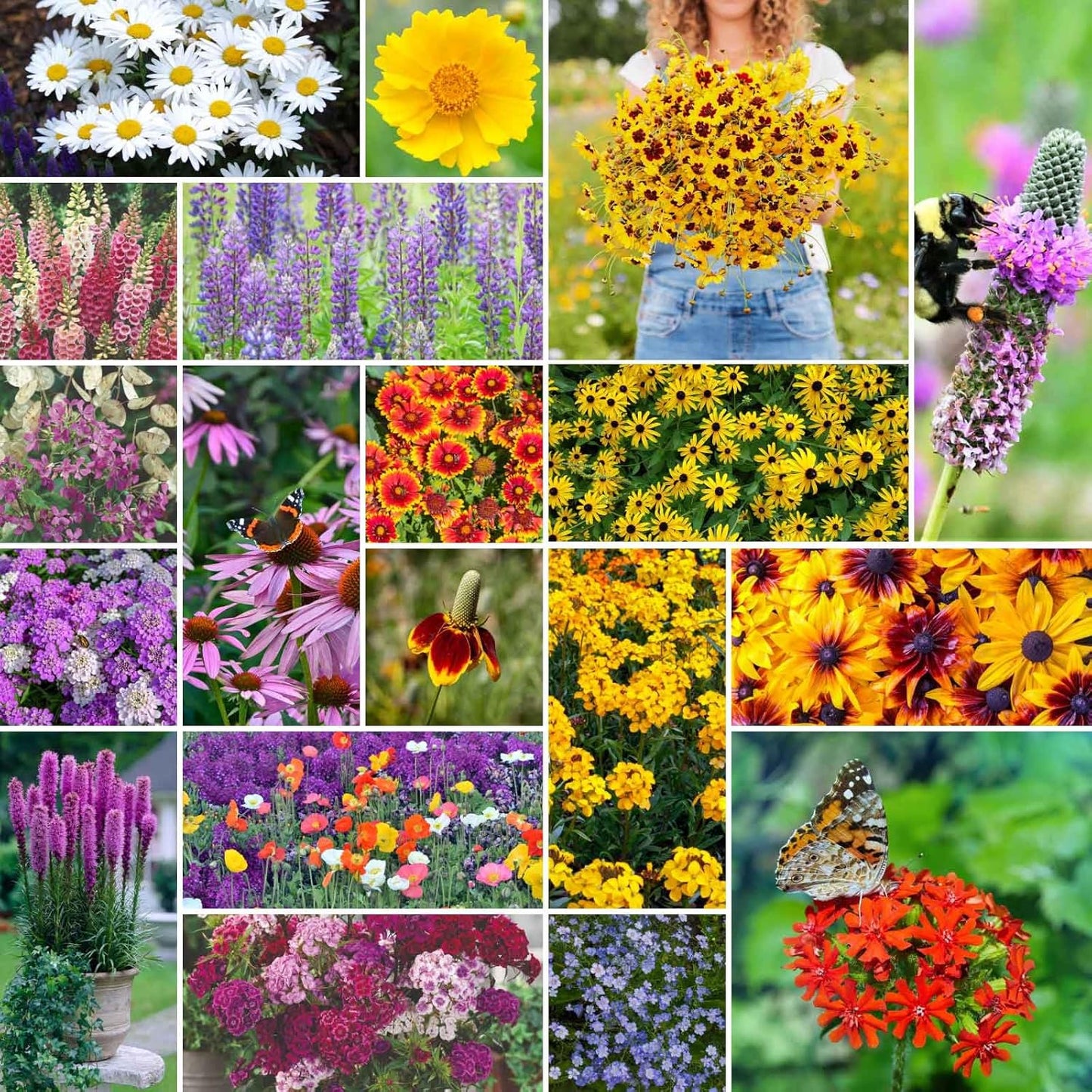 Eden Brothers All Perennial Wildflower Mixed Seeds for Planting, 1/4 lb, 120,000+ Seeds with Lupine, Shasta Daisy | Attracts Pollinators, Plant in Spring or Fall, Zones 3, 4, 5, 6, 7, 8, 9, 10