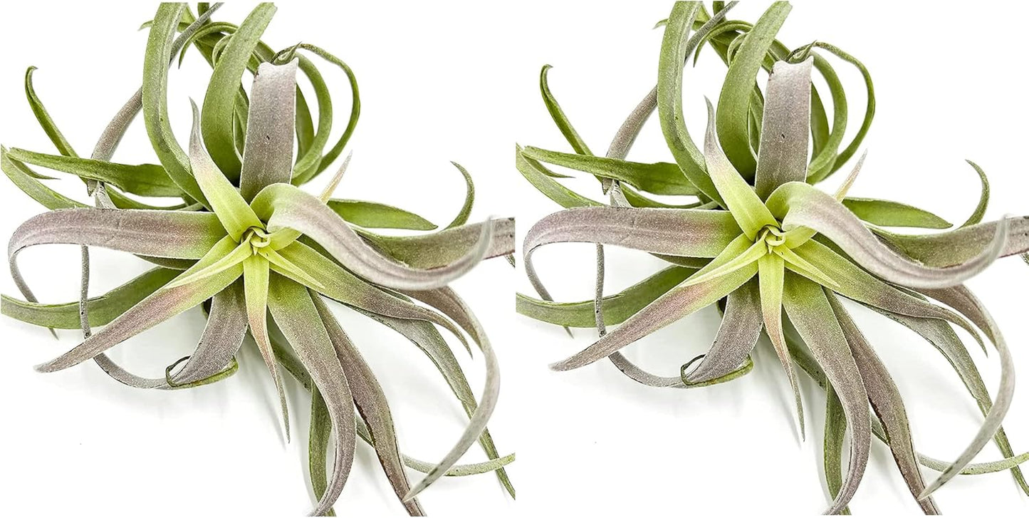 Air Plants - Tillandsia Cacticola, Jumbo 6-9" - 2ct - Live Arrival Guaranteed - House Plants for Home Decor & Gift