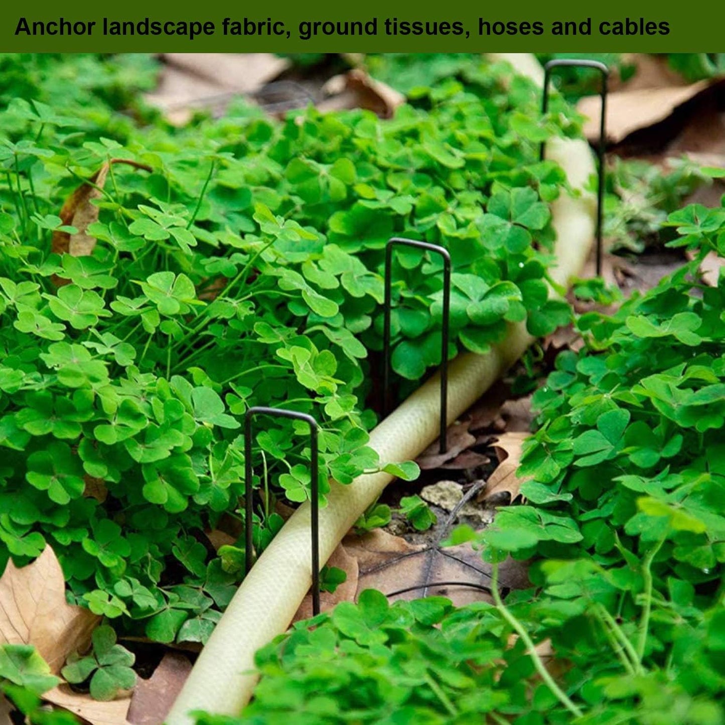 AAGUT 6 Inch 100 Pack Black Landscape Staples Tent Stakes 11 Gauge Heavy Duty Yard Stakes for Decoration Weed Barrier Fabric Ground Cover Irrigation Tubing Soaker Hose Chicken Wire