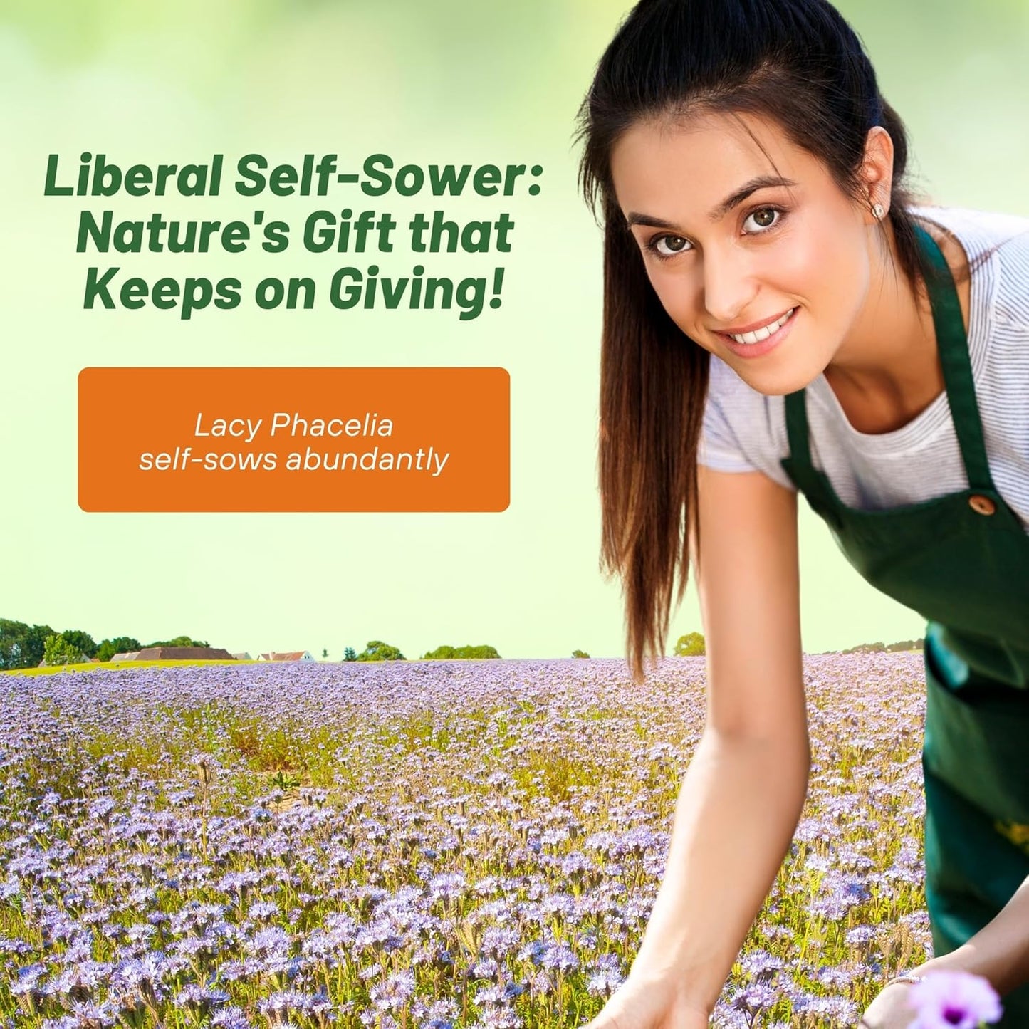 Outsidepride Lacy Phacelia Seeds for Planting - 1/4 Lb Annual, Drought-Tolerant Wildflower Seeds with Light Violet Flowers, Ideal for Pollinator Gardens, Erosion Control, & Attracts Bees & Butterflies