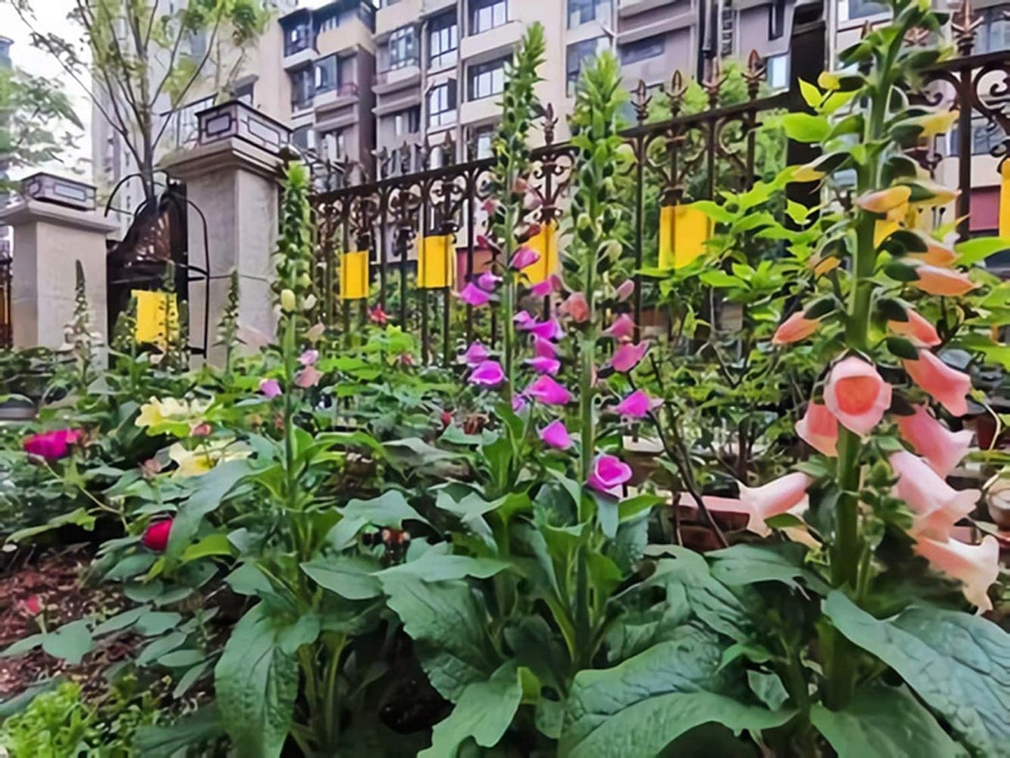 Faicuk 20 Pack Dual Sided Yellow Sticky Traps for Flying Plant Insect Like Fungus Gnats, Aphids, Whiteflies, Leafminers (6x8 Inches, Twist Ties Included)