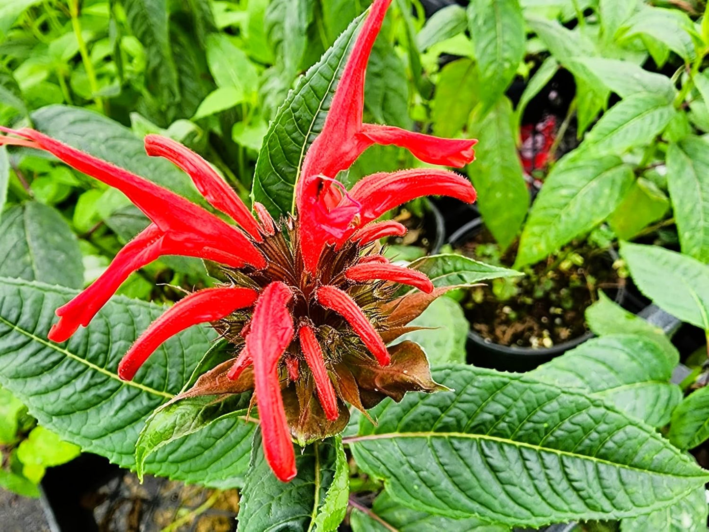 Greenwood Nursery: Live Perennial Plants - Bee Balm Jacob Cline + Monarda Didyma - [Qty: 1x Pint Pot] - (Click for Other Available Plants/Quantities)