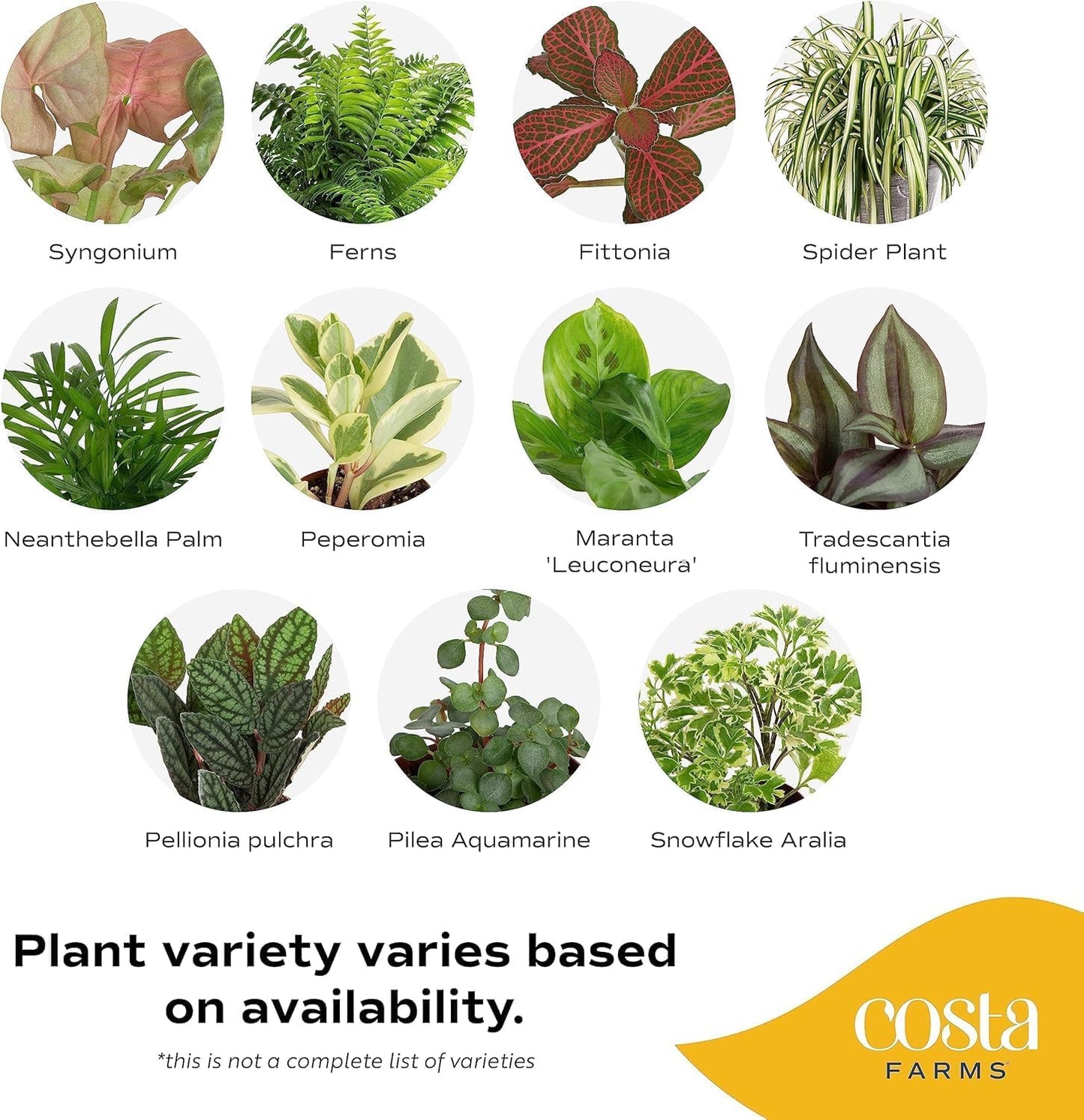 Costa Farms Live Plants (Pack of 4), Easy to Grow Live Indoor Houseplants in 3.8-Inch Plant Pots, Hand-Selected Varieties, Home and Room Decor, 8-10 Inches Tall