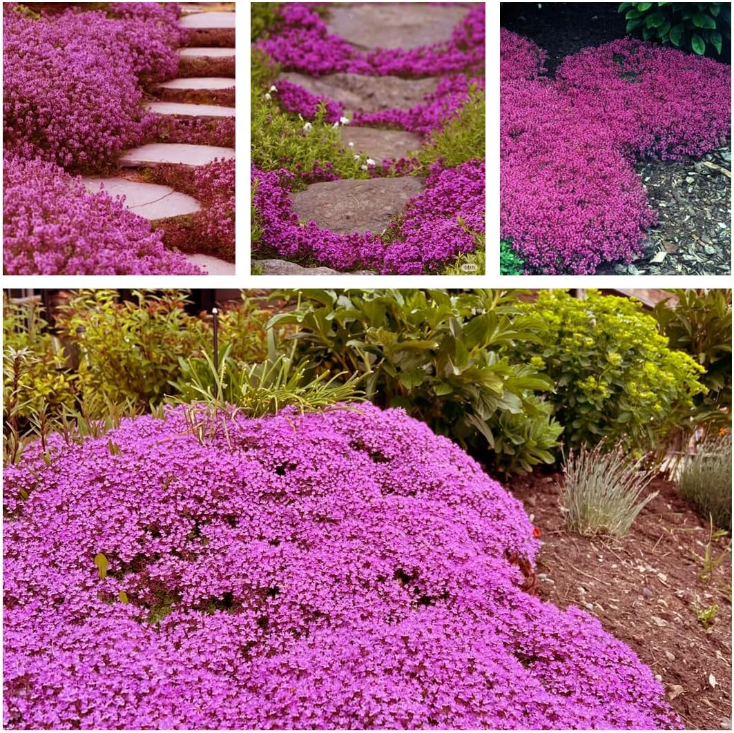 20,000+ Creeping Thyme Seeds Ground Cover, Non-GMO Perennial Flower Seeds, Hardy Thymus Serpyllum, Creeping Phlox Alternative for Landscaping & Garden Paths (Hot Pink)