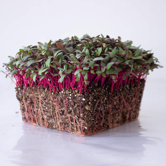 Beet Seeds - Red Round - 4 Oz ~6,000 Seeds - Beta vulgaris - Microgreens Seed - Non-GMO, Heirloom, Open Pollinated, Annual