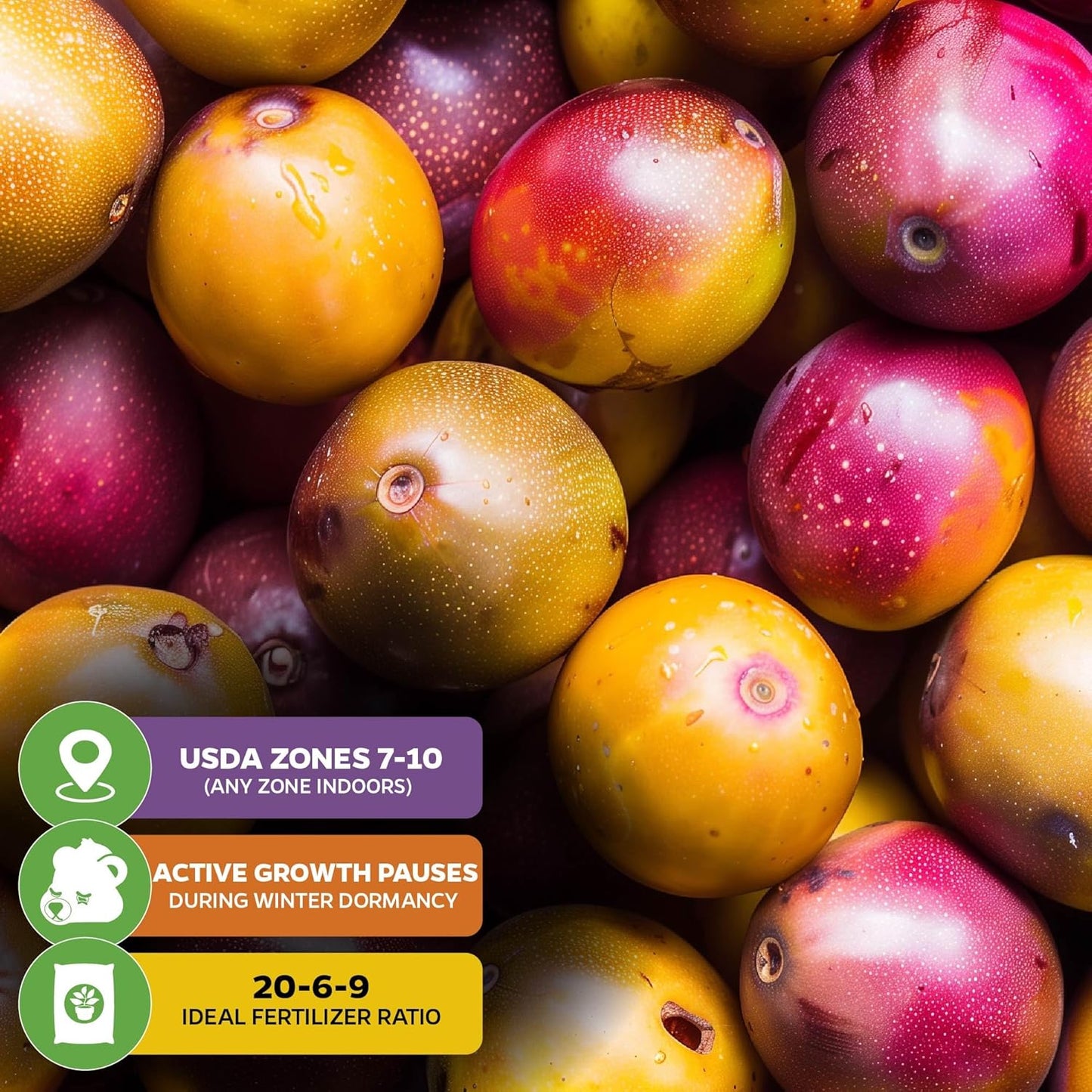 Bounty Passion Fruit Plant Vine – Passiflora by Wellspring Gardens – Sweet, Juicy Fruit – Fast-Growing & Vigorous – Great for Trellises, Fences & Containers (2-Pack)