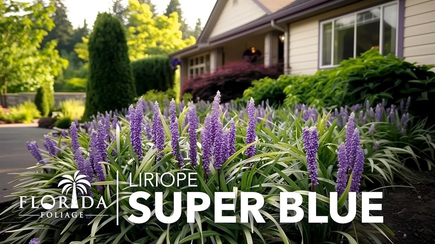 Liriope Super Blue | 1 Live 4 Inch Plant | Liriope muscari 'Super Blue' | Ornamental Ground Cover Plants | Shade-Tolerant Landscaping Perennial