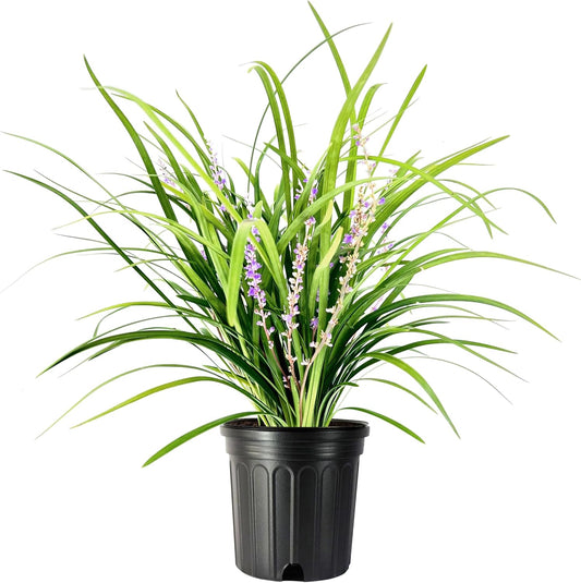 Liriope Super Blue | 2 Large Gallon Size Plants | Liriope muscari 'Super Blue' | Ornamental Ground Cover Plants | Shade-Tolerant Landscaping Perennial