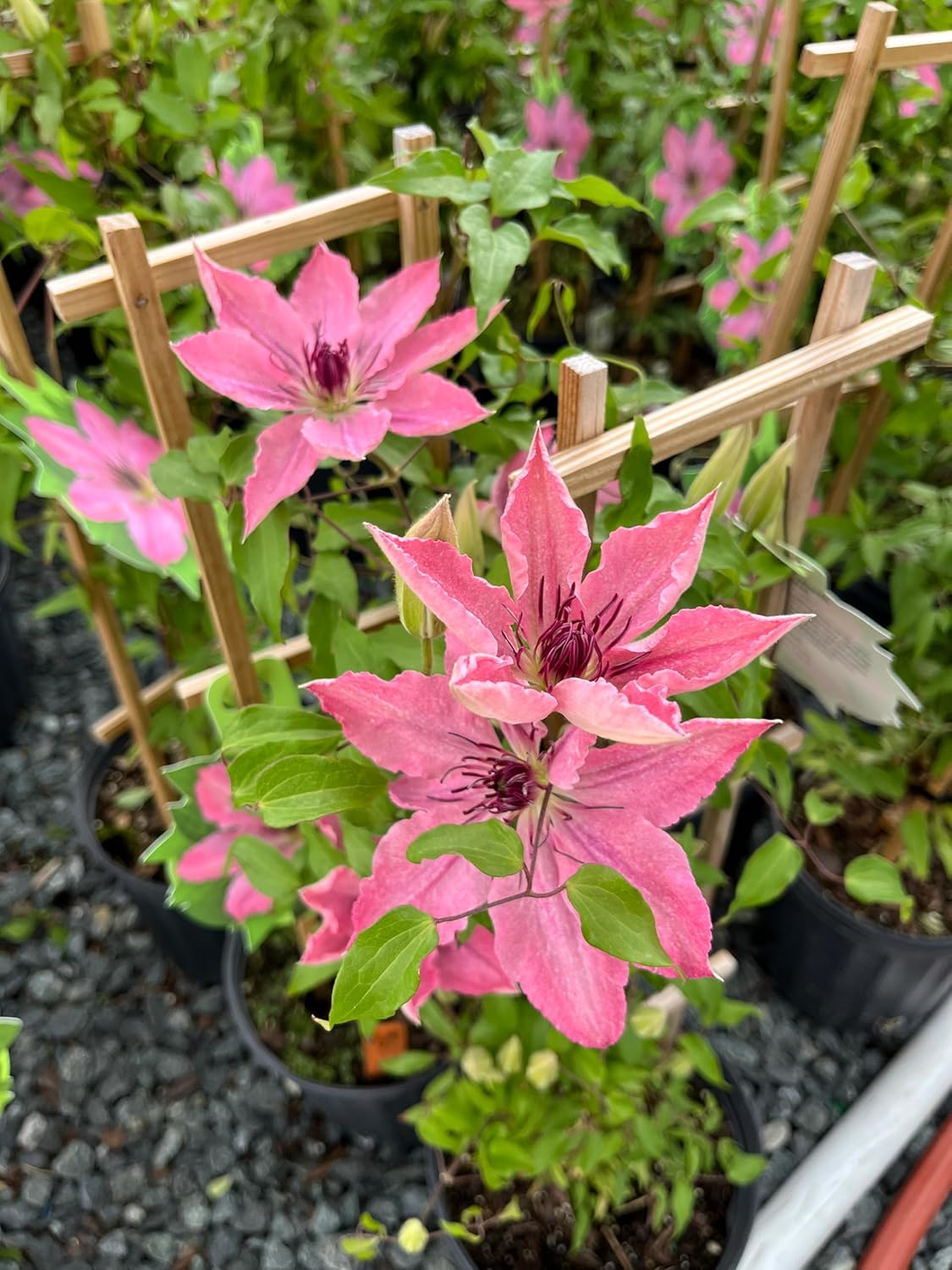 Perennial Farm Clematis Boulevard® Sarah Elizabeth™ Hybrid – Live Flowering Vine in 4 Quart Container, Soft Pink Blooms, Compact Habit, Long Blooming, Perfect for Trellises, Containers & Small Spaces
