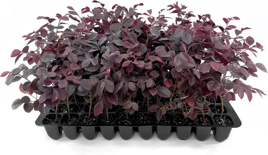 Loropetalum Carolina Midnight | 20 Live Plants | Loropetalum Chinense | Purple Foliage Shrub | Ornamental Landscape Bush | Fast Growing Plants