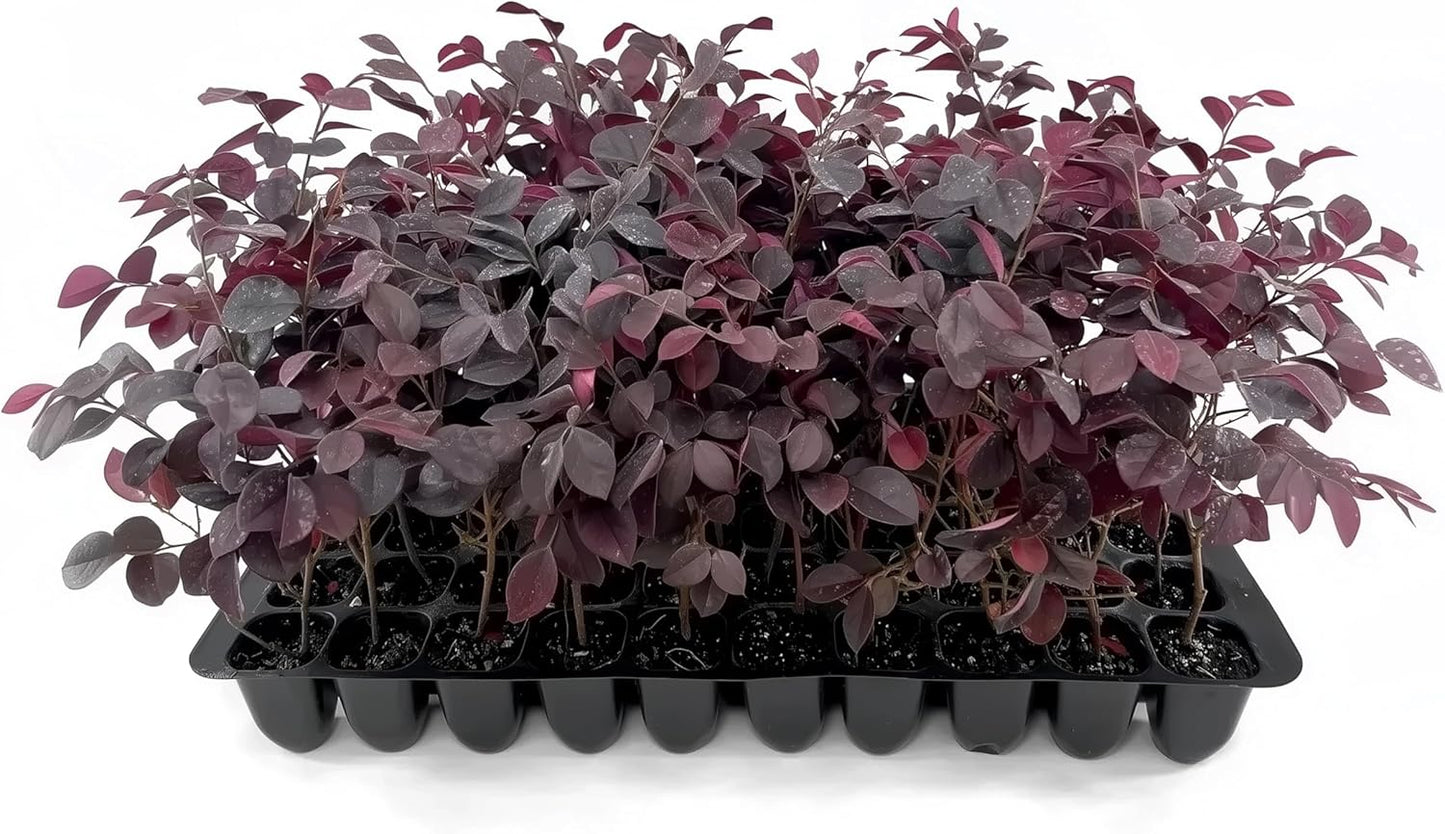 Loropetalum Carolina Midnight | 3 Live Plants | Loropetalum Chinense | Purple Foliage Shrub | Ornamental Landscape Bush | Fast Growing Plants