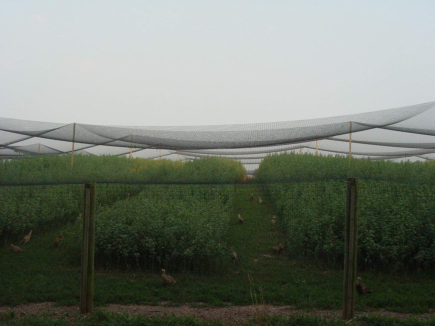 Excursions Aviary Netting 1" Heavy Knotted Poultry Net (25' x 25')