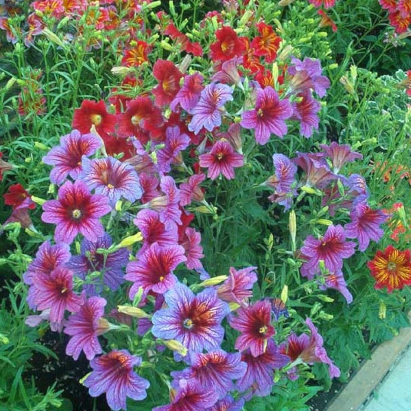 100pcs Rare Chilean Morning Glory Seeds - Mixed Color Blooms for Stunning Annual & Perennial Flowers