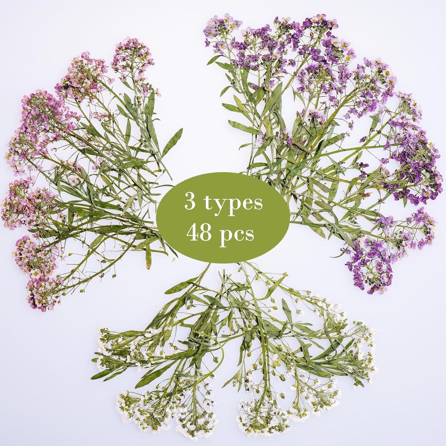 48 Pcs Mix Natural Dried Pressed Flowers for Cake Decorating, Real Dry Flower for Resin Jewelry Making, DIY Art Crafts - Sweet Alyssum