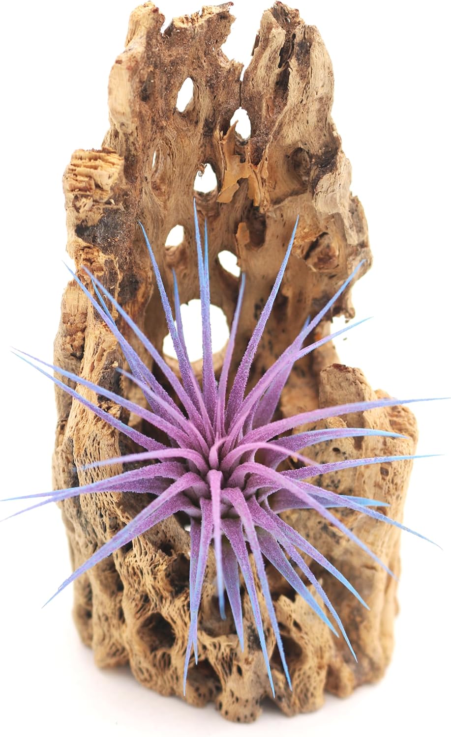 Live Extra Large Tillandsia Ionantha Guatemala Enhanced Colored Colorful Air Plant 3+ inch Easy Care Indoor Outdoor Home Decor Gift Airplant Awesome Industries Live Arrival Guaranteed (Twilight XL)