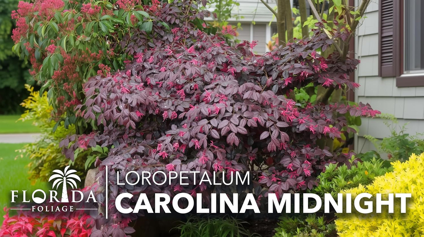 Loropetalum Carolina Midnight | 10 Live Plants | Loropetalum Chinense | Purple Foliage Shrub | Ornamental Landscape Bush | Fast Growing Plants