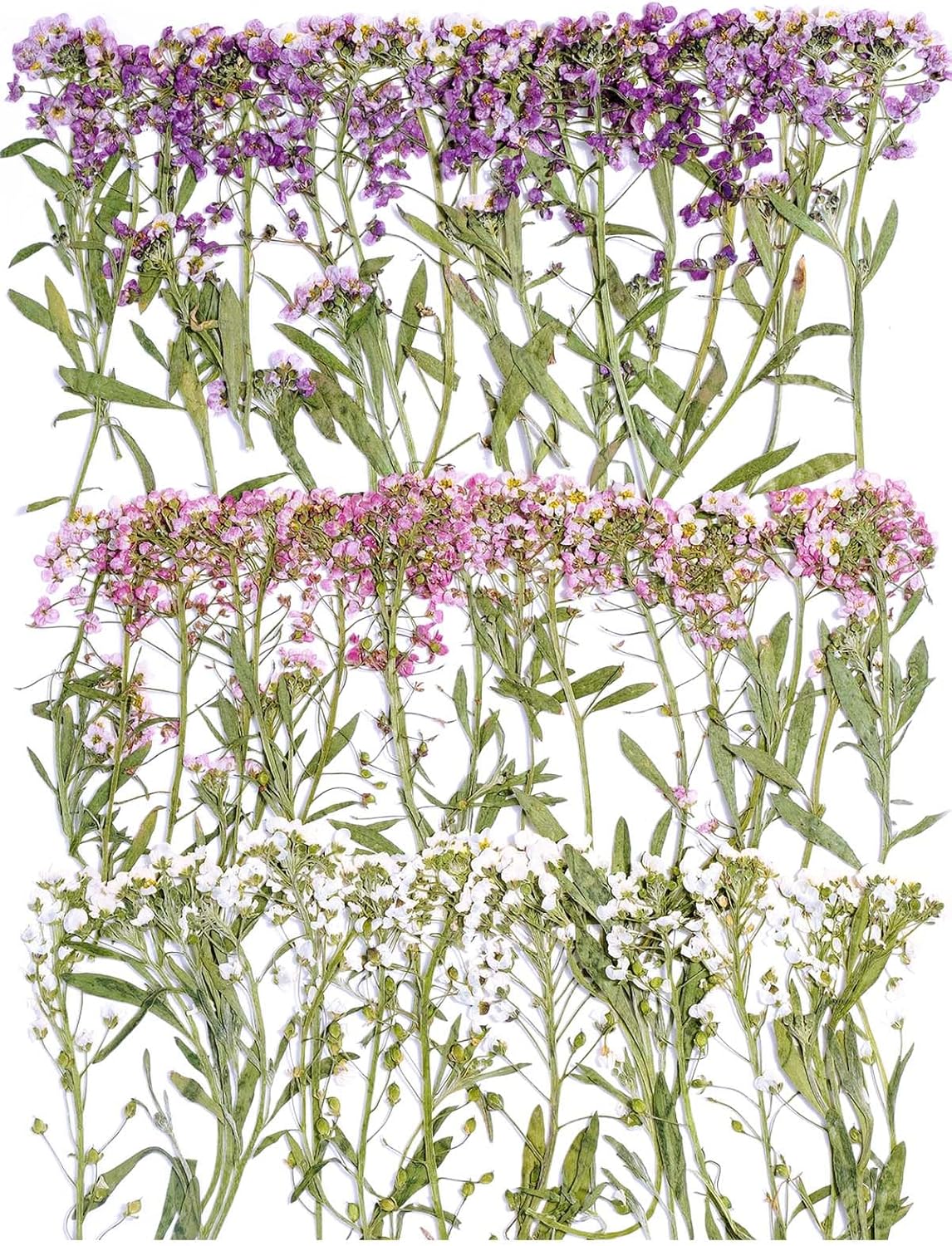48 Pcs Mix Natural Dried Pressed Flowers for Cake Decorating, Real Dry Flower for Resin Jewelry Making, DIY Art Crafts - Sweet Alyssum