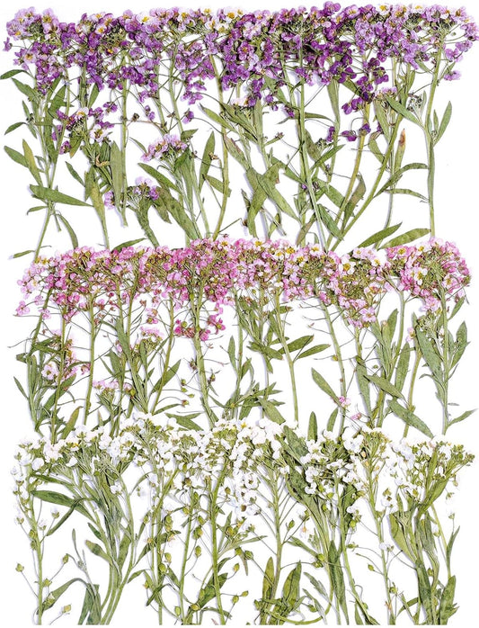 48 Pcs Mix Natural Dried Pressed Flowers for Cake Decorating, Real Dry Flower for Resin Jewelry Making, DIY Art Crafts - Sweet Alyssum