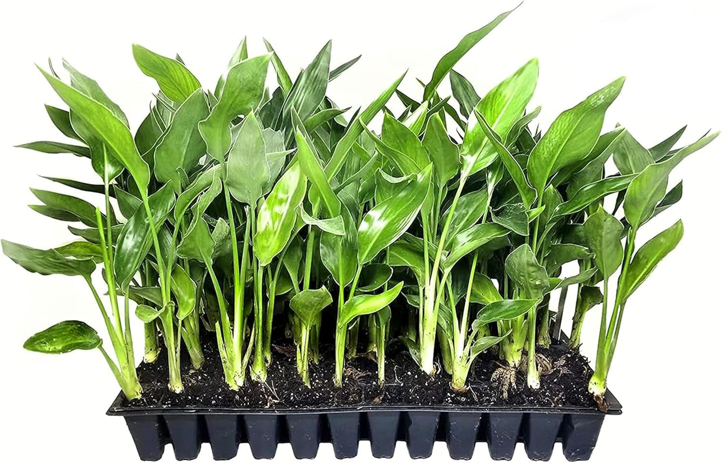 Orange Bird of Paradise | Strelitzia Reginae | 3 Live Plants | Tropical Perennial Blooming Specimen