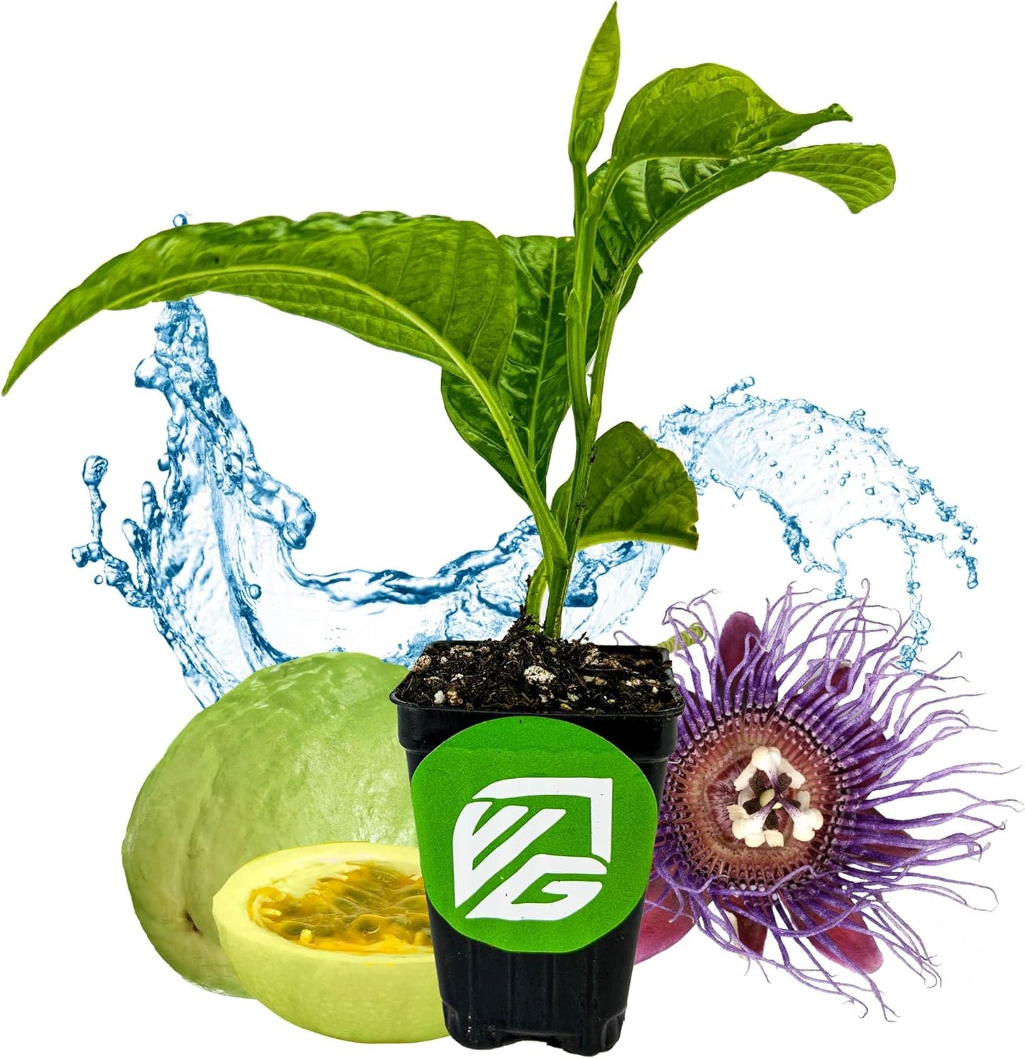 Granadilla Passion Fruit Vine Live Starter Plant - Passiflora quadrangularis by Wellspring Gardens - Climbing Vine with Aromatic Fruit & Stunning Flowers - Ideal for Outdoor & Garden Landscaping