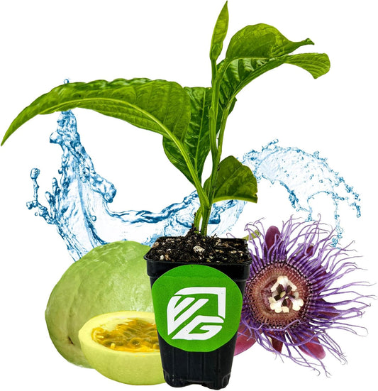 Granadilla Passion Fruit Vine Live Starter Plant - Passiflora quadrangularis by Wellspring Gardens - Climbing Vine with Aromatic Fruit & Stunning Flowers - Ideal for Outdoor & Garden Landscaping