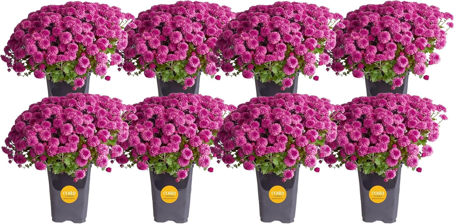 Costa Farms Live Plants – Fall Mums 8-Pack (Purple) in Grower Pots | 1 Qt. Seasonal Houseplants & Outdoor Flowers for Porch, Patio, or Garden | Ships in Bud Form for Longer Bloom