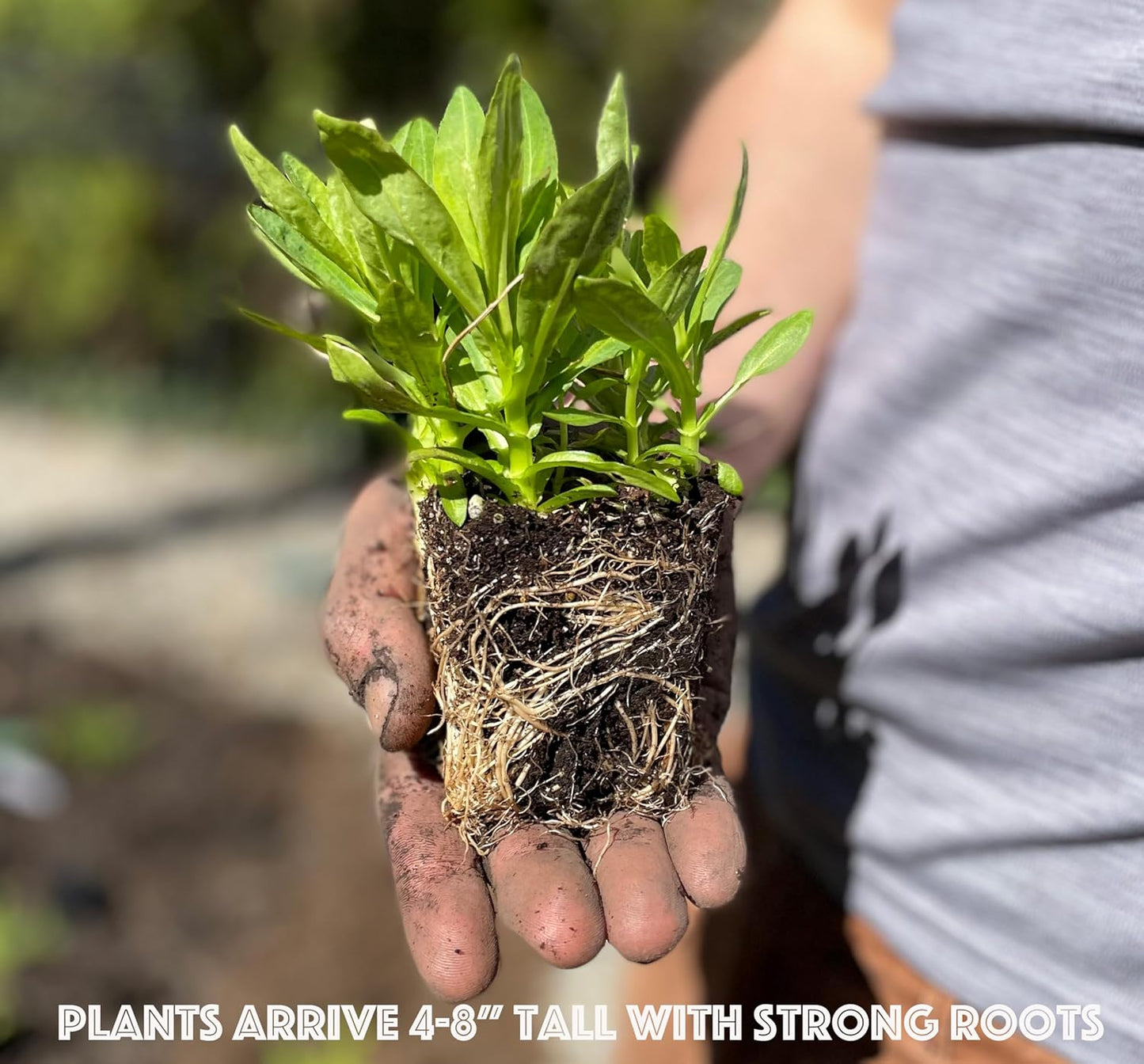 16 Live Outdoor Native Plants for Full Sun from My Home Park – Includes Aromatic Aster, Blue Mistflower, Butterfly Weed & Lanceleaf Coreopsis – Not Seeds – 4–8” Tall on Arrival – Easy to Grow