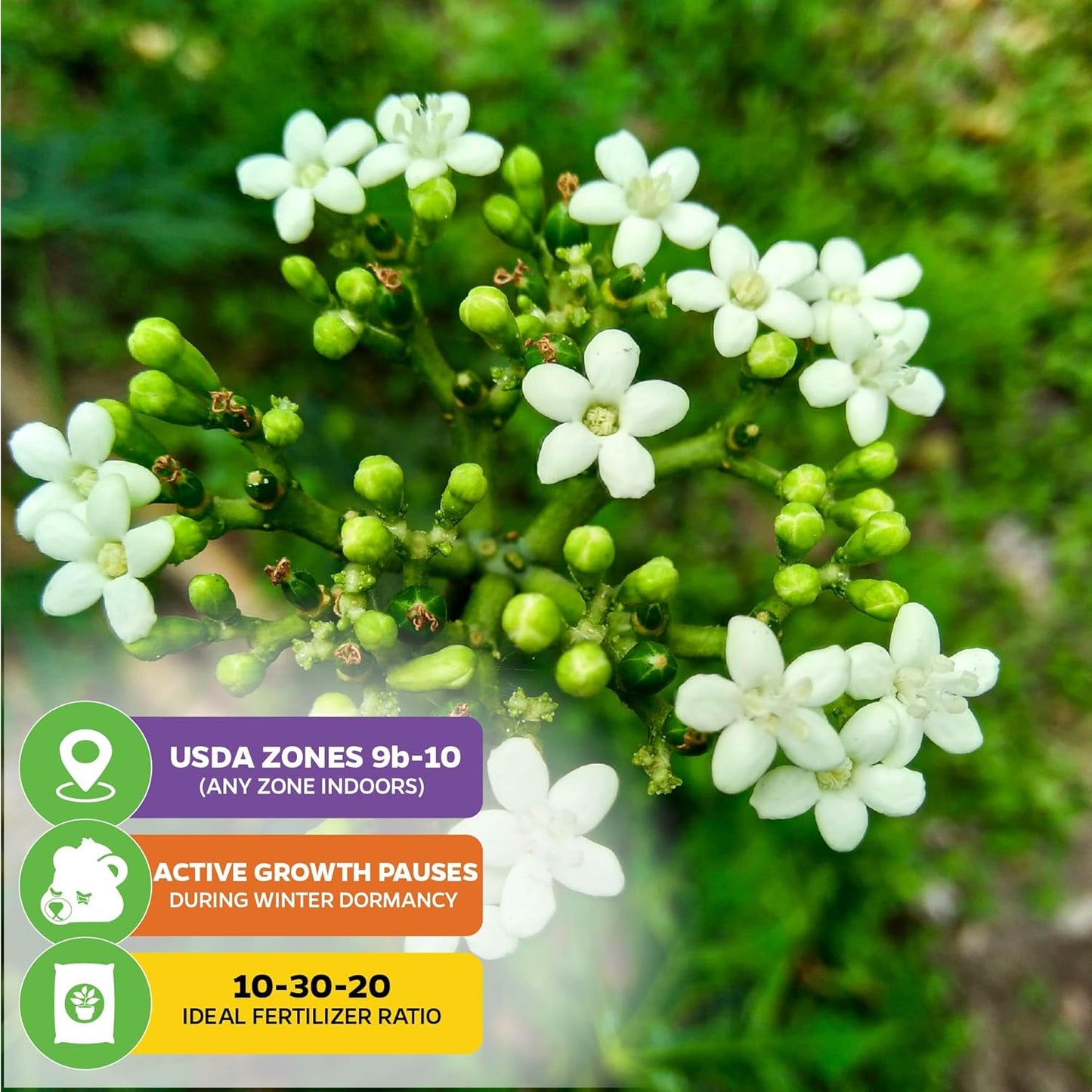 Mayan Spinach Live Plant - Cnidoscolus aconitifolius - Wellspring Gardens Salad Tree Starter Plant - Live Vegetable Plant - Easy to Grow - Ideal for Outdoor & Indoor Planting