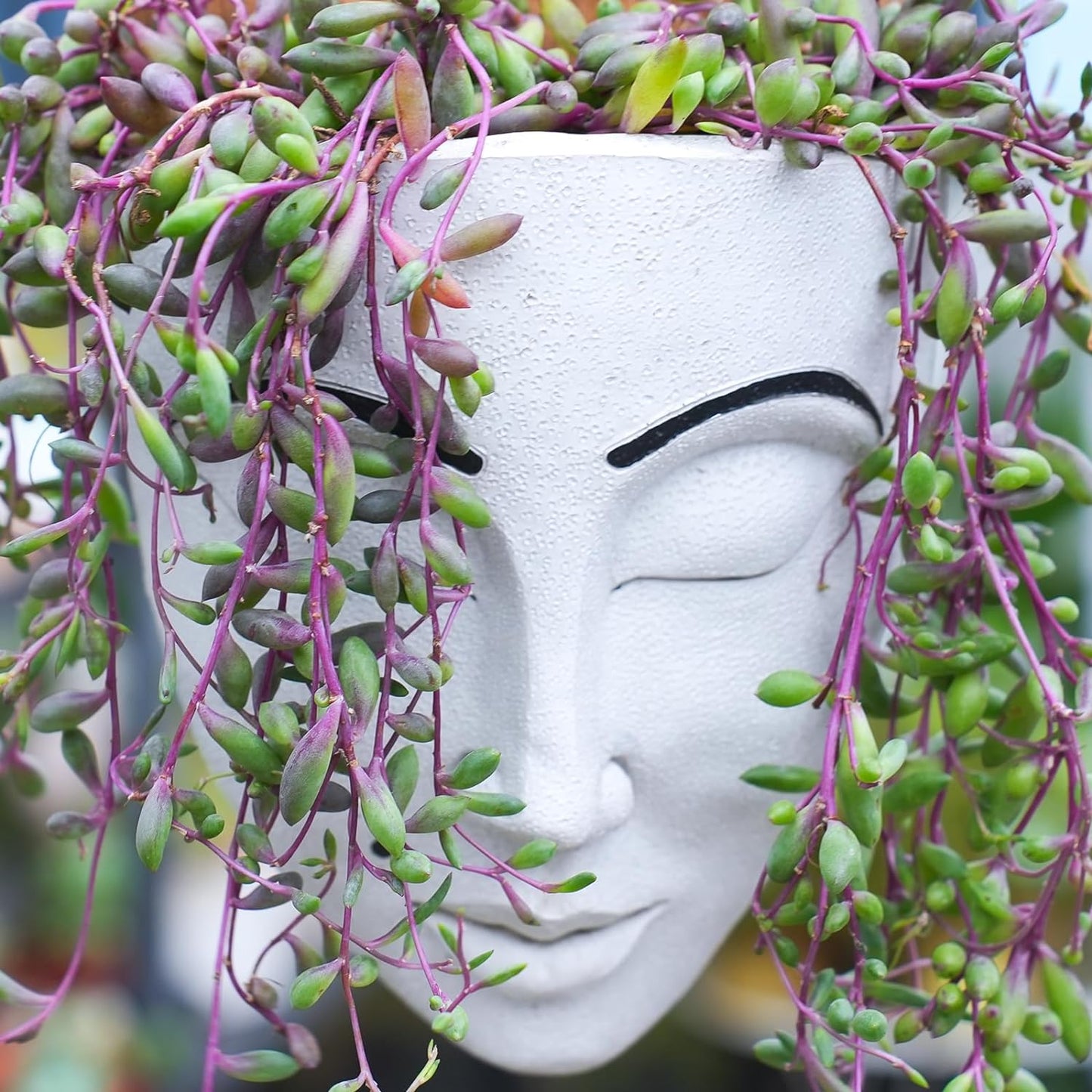 4" Ruby Necklace with White Stripe Pot, Live Othonna capensis L.H.Bailey Succulent, Purple Hanging Trailing House Plant for Home Office Wedding Decoration DIY Project Party Favor