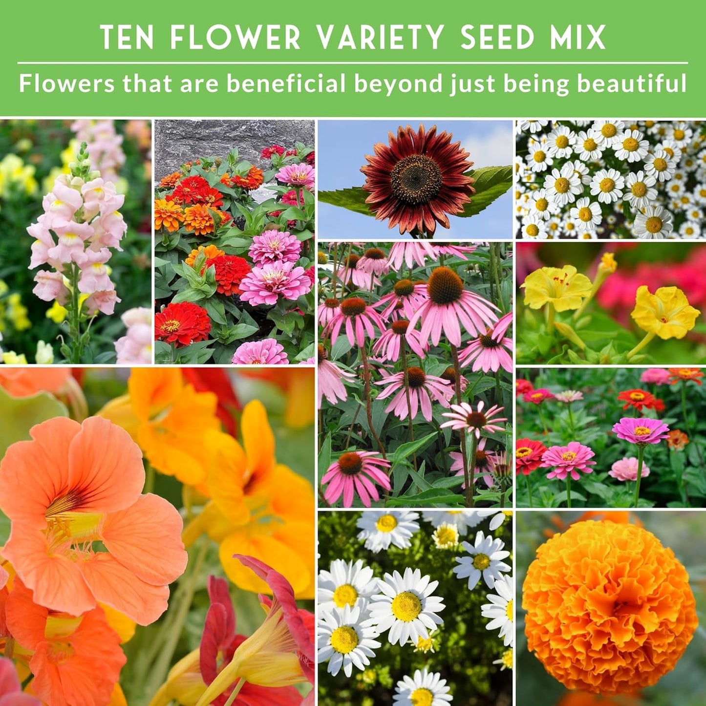 Survival Garden Seeds 10 Flower Collection - Four O’Clock, Chamomile, Shasta Daisy, Purple Coneflower, Marigold, Morning Glory, Nasturtium, Snapdragon, Sunflower, Zinnia - Non-GMO Heirloom Varieties