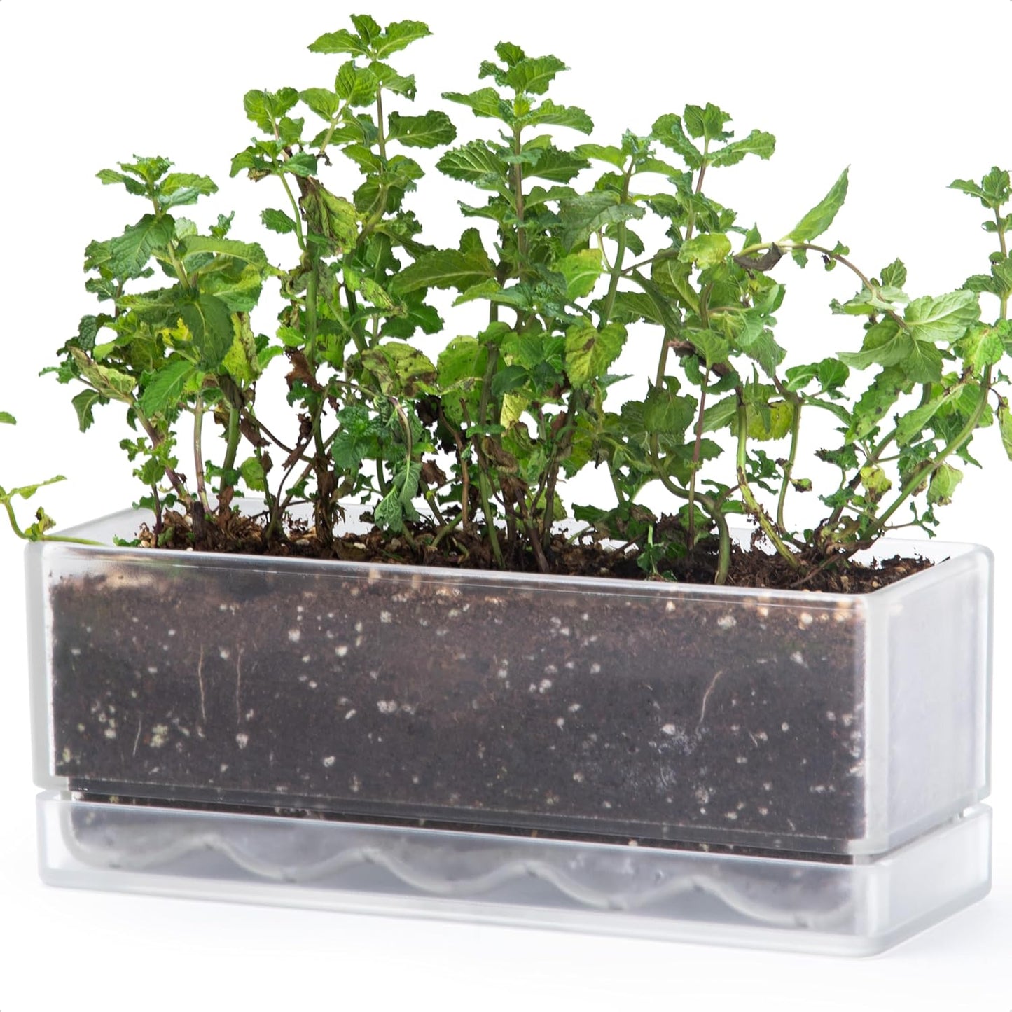 D'vine Dev 12 Inch Window Box Planter, Rectangle Plastic Herb Planter with Drainage Holes and Saucer, Indoor Succulent Cactus Vegetable Pot for Windowsill, Garden Balcony, Clear, Set of 1, 76-X-D-1