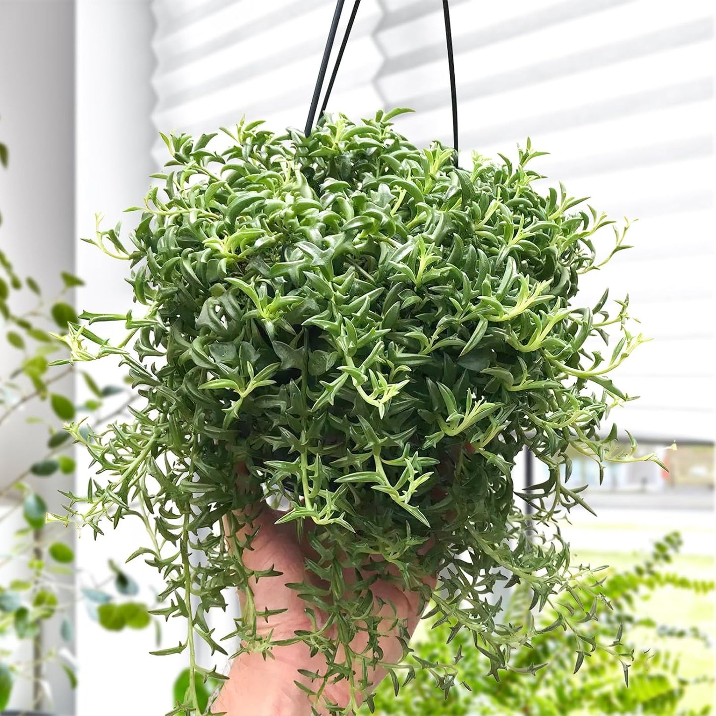 Live Succulents String of Dolphins (4-inch), Succulent Plants Fully Rooted in Pots with Soil, Easy-Care House Plant for DIY, Home Office Decor, Wedding Party Favor