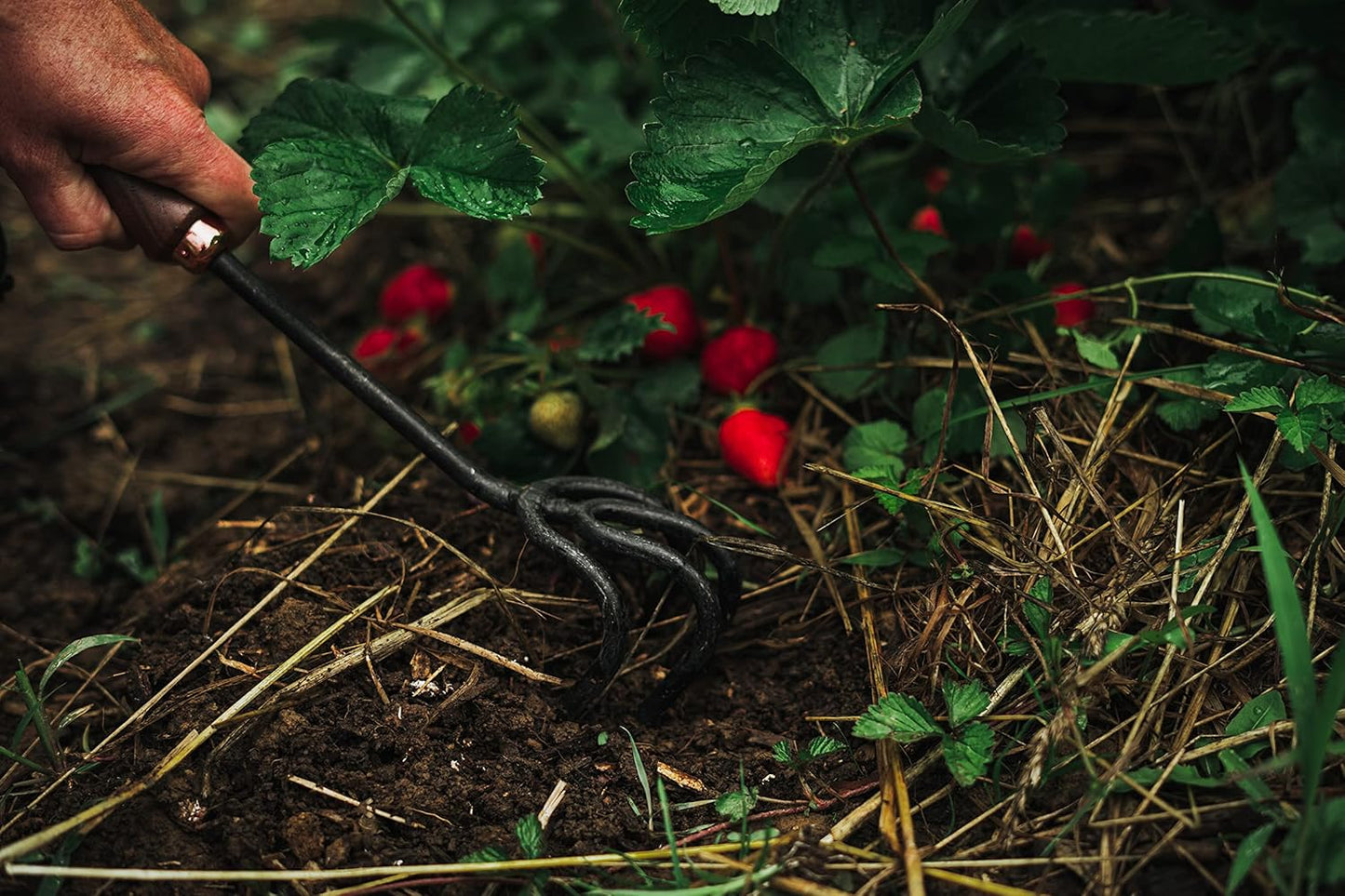 Barebones Cultivator - Weed Remover Tool - Garden Rake and Weeding Tool for Yard Work - Stainless Steel Cultivator for Raking Soil (Walnut/Black)