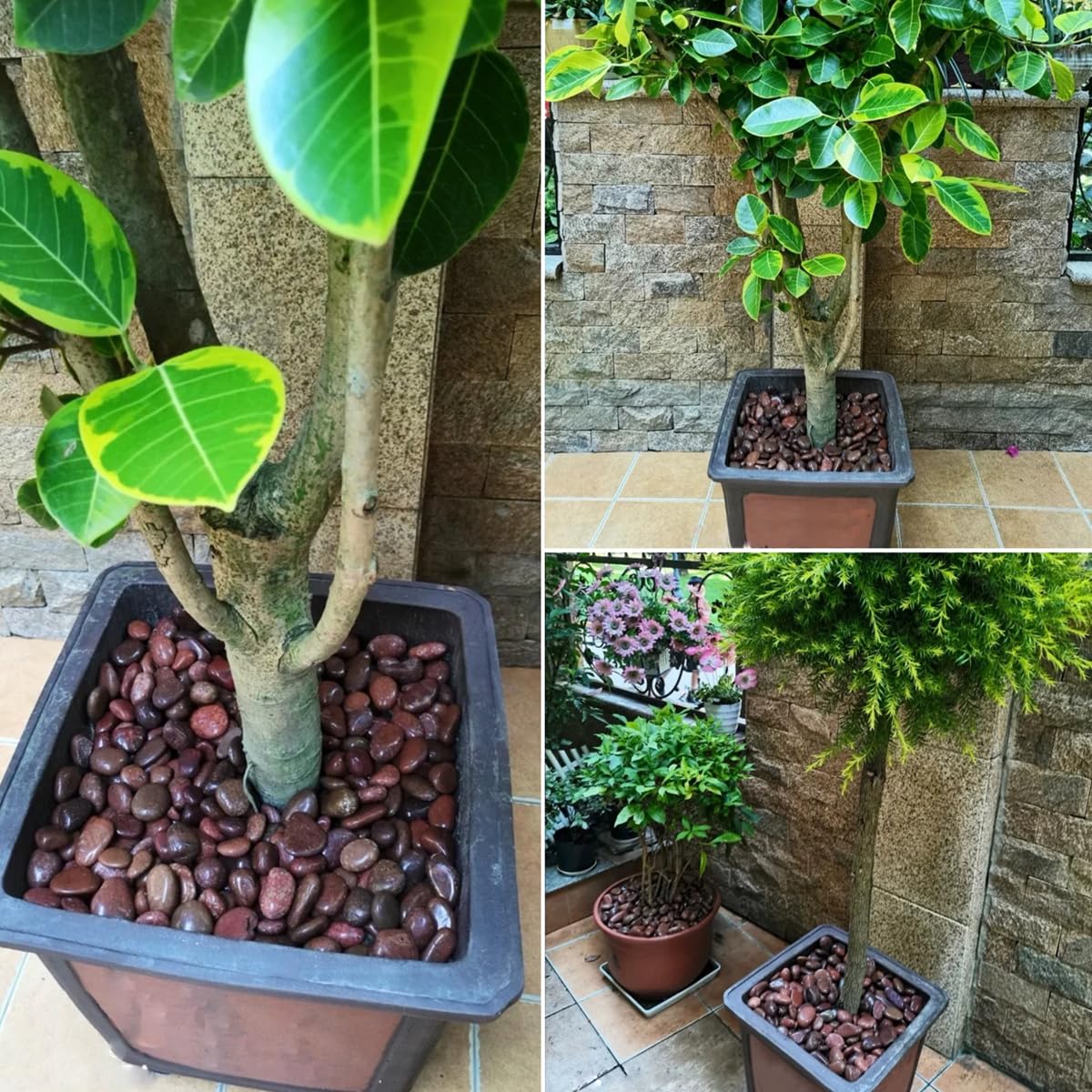 40lbs Red River Rocks for Landscaping, 2-3 Inch Natural Pebbles for Indoor Plants, High Polished Decorative Stones Garden Outdoor and Indoor DIY Vase Filler Fish Tank Aquariums