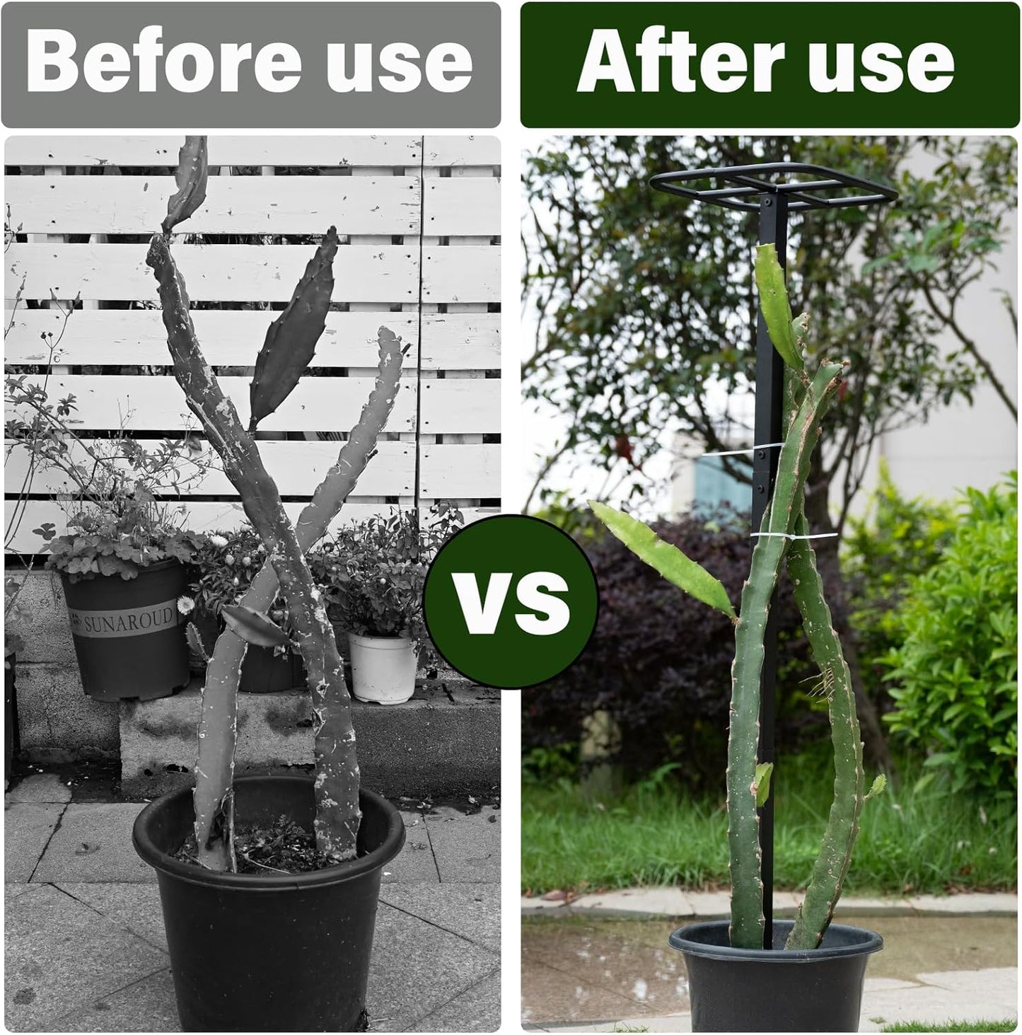 63" Metal Dragon Fruit Trellis – Durable Outdoor Garden Support for Climbing Plants, Easy Assembly Vertical Structure, Ideal for Dragon Fruit Growers