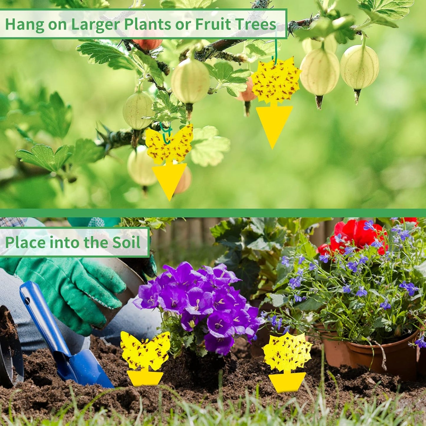 LULUCATCH Fruit Fly Sticky Trap 36 Pack, Safe Gnat Traps for Fruits, Plants, Super Sticky Fly Trap for Indoor, Outdoor, Kitchen, Insect Catcher for White Flies, Mosquitos, Fungus Gnats, Flying Insects