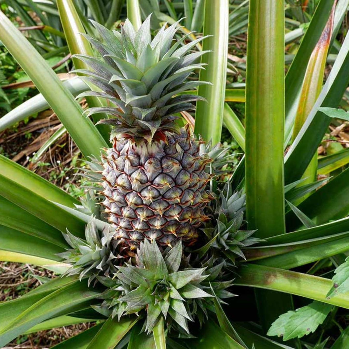 2 White Jade Pineapple Plants Live, 5-9 Inc Tall, Pineapple Fruit Trees Live Plants, Pineapple Seedlings