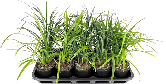 Liriope Super Blue | 5 Live 4 Inch Plants | Liriope muscari 'Super Blue' | Ornamental Ground Cover Plants | Shade-Tolerant Landscaping Perennial