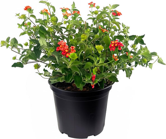 Lantana Dallas Red | 3 Large Gallon Size Plants | Lantana Camara | Flowering Perennial | Garden Colorful Bloom | Hardy Outdoor Decor | Vibrant Red Flowers