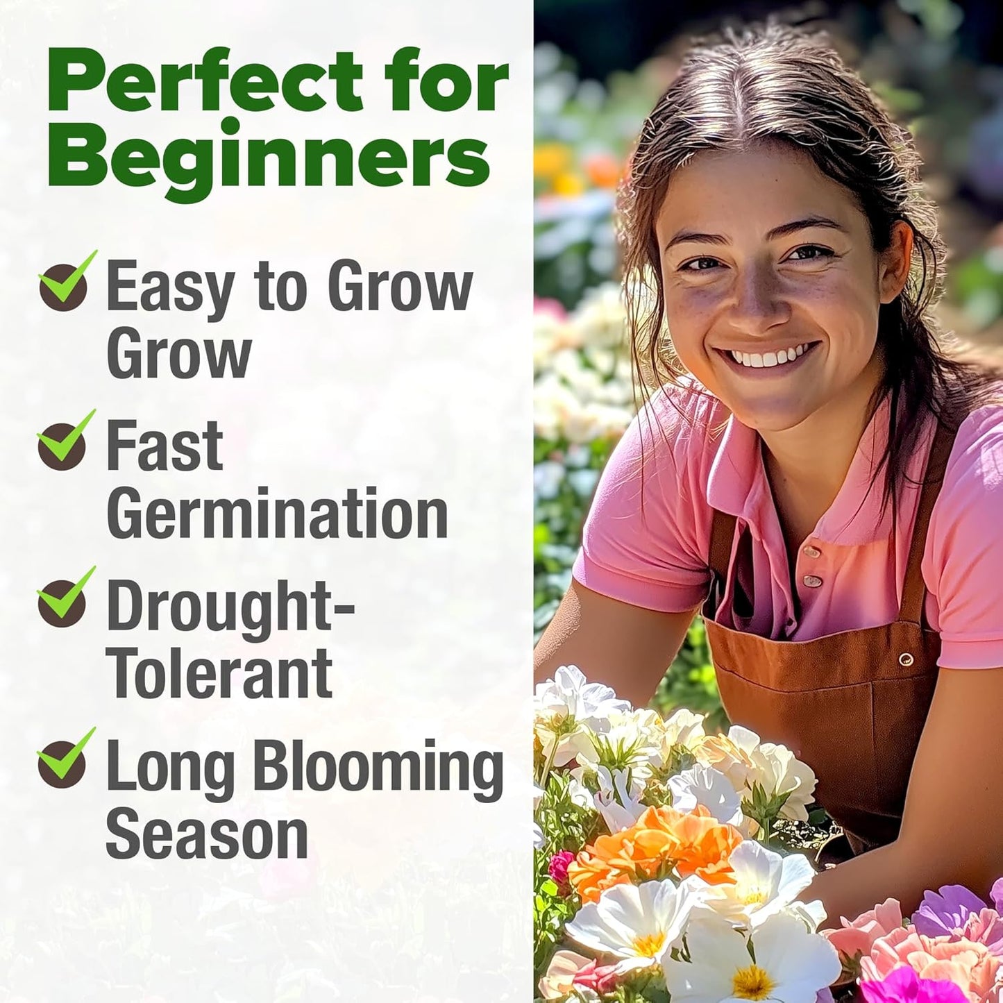 HOME GROWN 23,500+ Moss Rose Seeds (Bulk Pack) Annual Flower for Ground Cover - Heirloom 𝗡𝗢𝗡-𝗚𝗠𝗢 Portulaca Seeds for Planting Outdoors - Great for Low-Maintenance Gardens (Portulaca grandiflora)