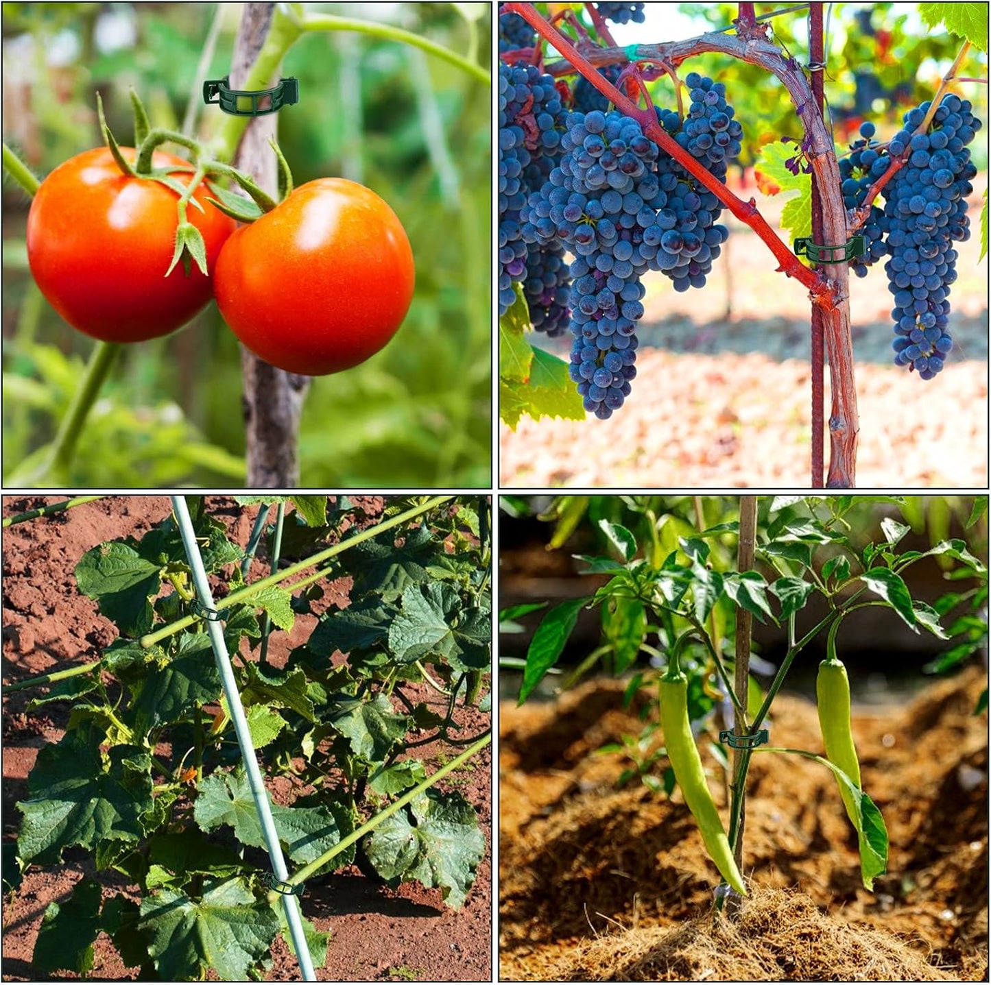 50 PCS Plant Support Clips, Tomato Vine Clips, Trellis Plastic Clips, Garden Vine Fixing Clips - for Tomato, Grape, Vegetables, Plant Stalks and Climbing Plants