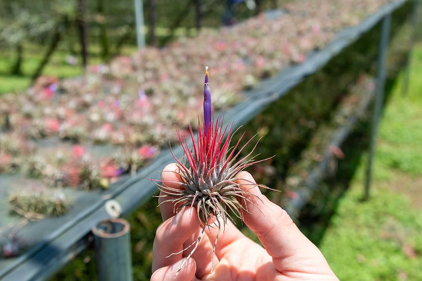 5 Pack Air Plants Assorted Tillandsia Ionantha - Live Succulent House Plants - Available in Wholesale and Bulk - Home and Garden Decor - Easy Care Indoor and Outdoor Plants