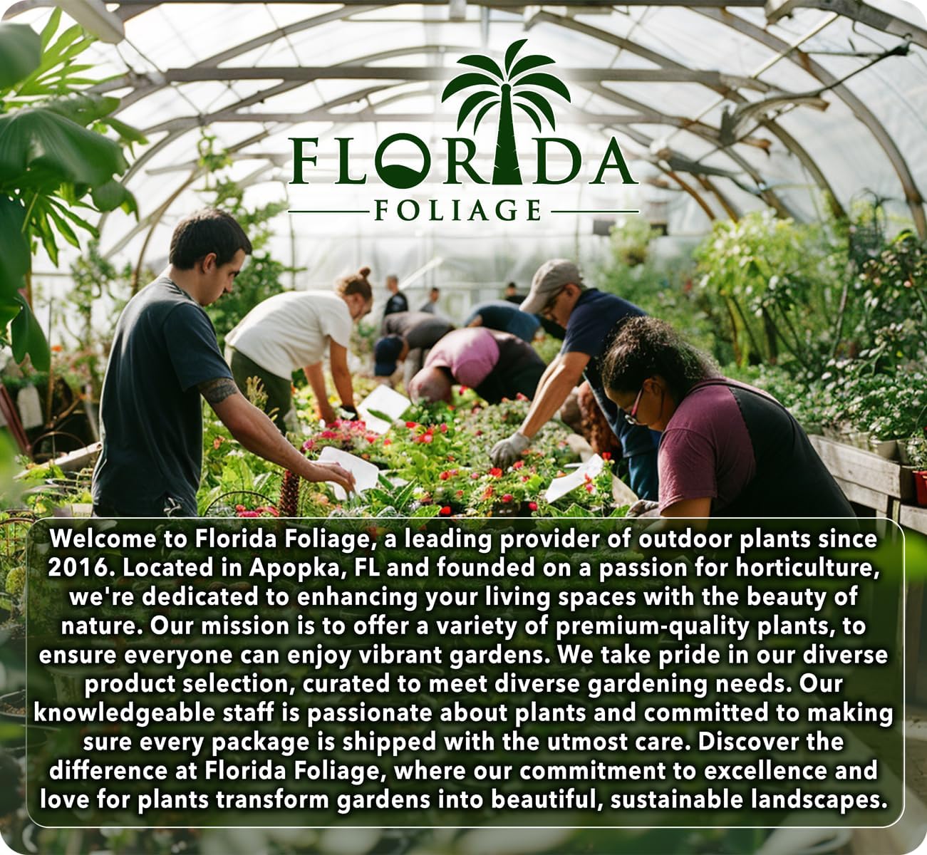 Salvia Mexican Sage Plants | 3 Live Seedlings | Salvia leucantha | Velvety Purple Flower Spikes | Drought Tolerant Landscape Perennial