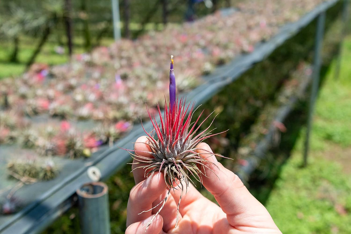 50 Pack Air Plants Assorted Tillandsia Ionantha - Live Succulent House Plants - Available in Wholesale and Bulk - Home and Garden Decor - Easy Care Indoor and Outdoor Plants